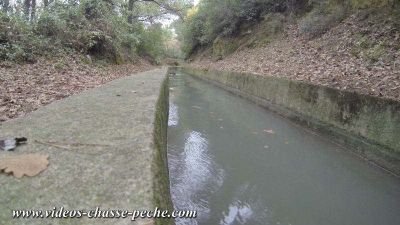 sanglier sauv des eaux